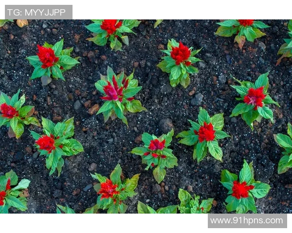 杨丽专访：探寻乒乓球背后的成功秘诀与奋斗历程